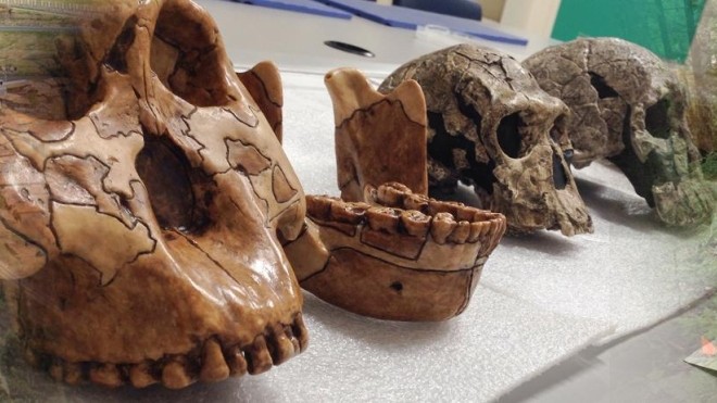Fossilized hominid skulls and jawbones on display for study in a Bachelor of Arts Anthropology program at StFX.