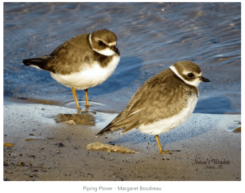 Two birds, specifically Piping Plovers