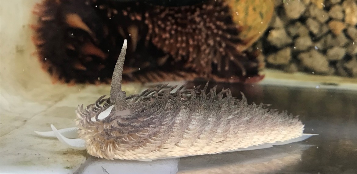 Picture of a Live Sea Mouse