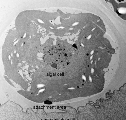Microscopic image of an algal cell